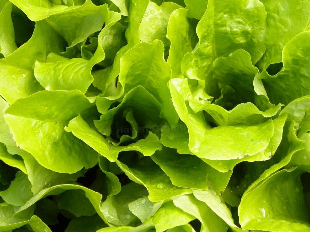 Green Haven Organics